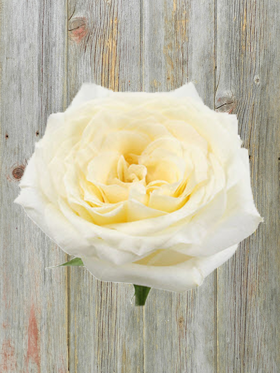  CANDLELIGHT CREAM ROSE